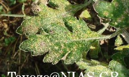 干姜作用与副作用网干姜的作用与功效知识网站,分享干姜作用与副作用是什么大全